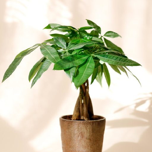 Цветы, их значение и использование в жизни человека