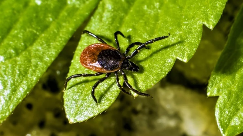 Они проснулись и очень опасны. Таежные кровососы с новым вирусом Хасеки