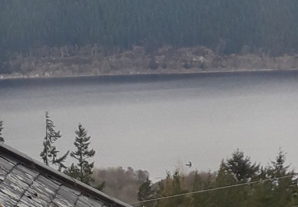 Так существует ли Лохнесское чудовище? В сети появились новые снимки загадочного существа.