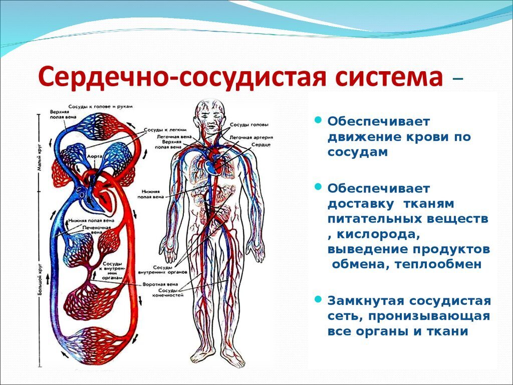 Схема работы сердца и движение крови по сосудам