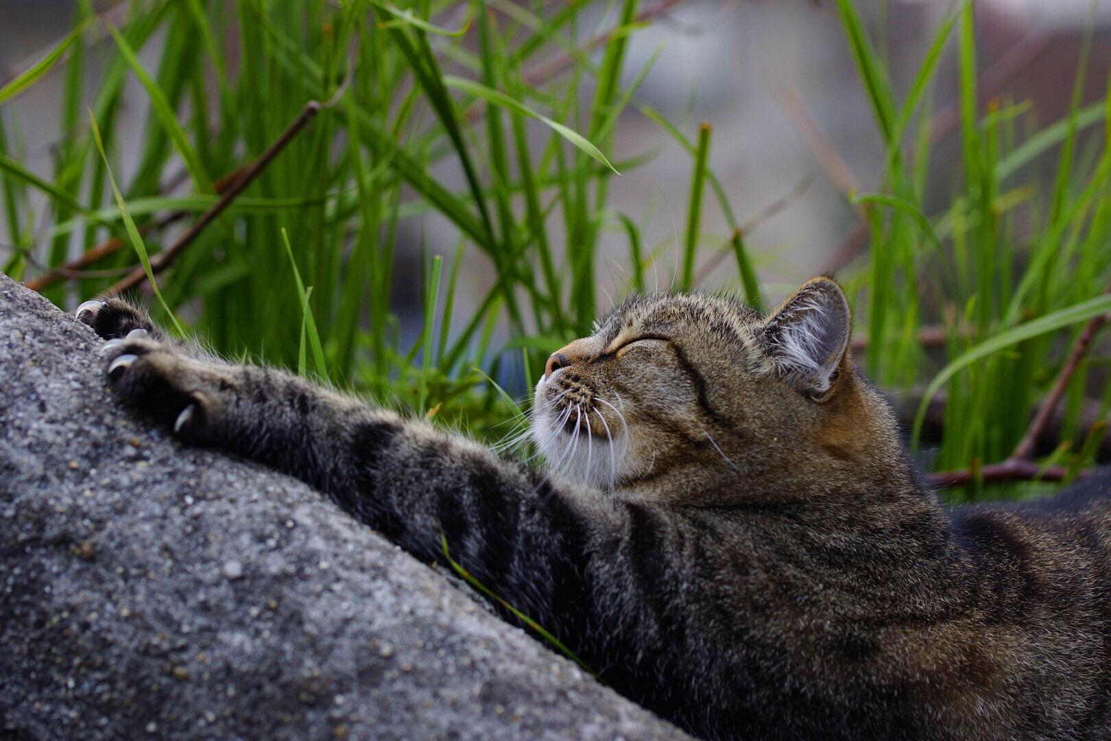 Алкашка! Майские праздники! Дачные мытарства Казимира продолжаются. Встреча с саранчой. Падение в бассейн! Глава № 1 дневника кота Казимира (продолжен