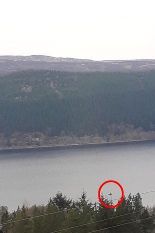 Так существует ли Лохнесское чудовище? В сети появились новые снимки загадочного существа.