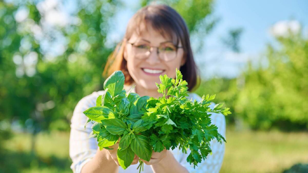 Для того чтобы ароматная петрушка выросла пышными кустами, нужно выбрать для нее правильное место.