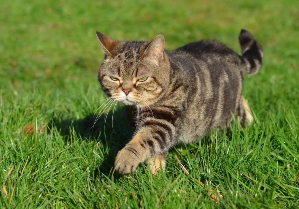 Алкашка! Майские праздники! Дачные мытарства Казимира продолжаются. Ночная гостья – куница! Глава № 1 дневника кота Казимира (продолжение)