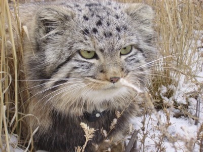 В сельском сарае нашли брошенных необычных котят -оказалось,что это манулы