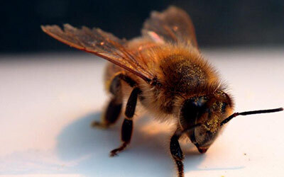 Укус пчелы — что делать? - Народные средства