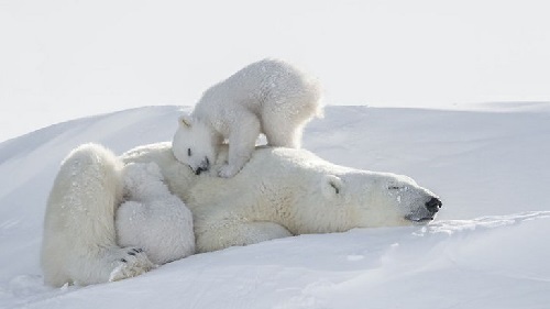 Дети настолько невинны и наивны в отношении жизни, что им нужна направляющая и заботливая рука, которую может обеспечить только мать.