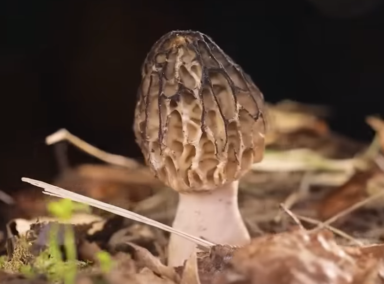 Весенний деликатес. Готовим первые весенние грибы - сморчки и строчки