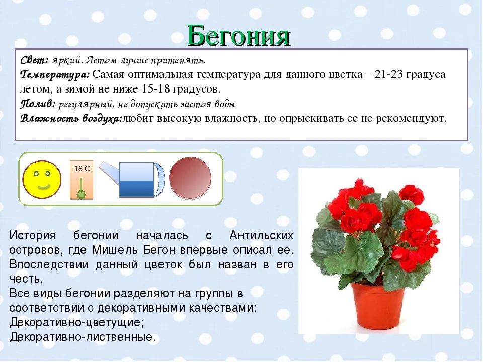 Откройте секреты идеальной бегонии Элатиор: обрезка, пересадка, размножение и дизайн интерьера! Как бороться с болезнями и вредителями! Руководство