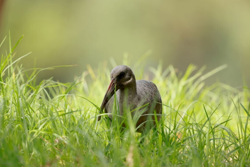 Кулик: африканская птица вдохновляет на создание лучшей и более экологичной бутылки для воды