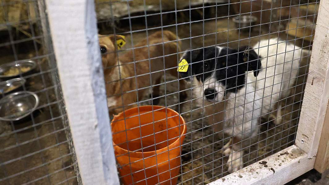 Трагедии с бродячими собаками: кто несет ответственность?