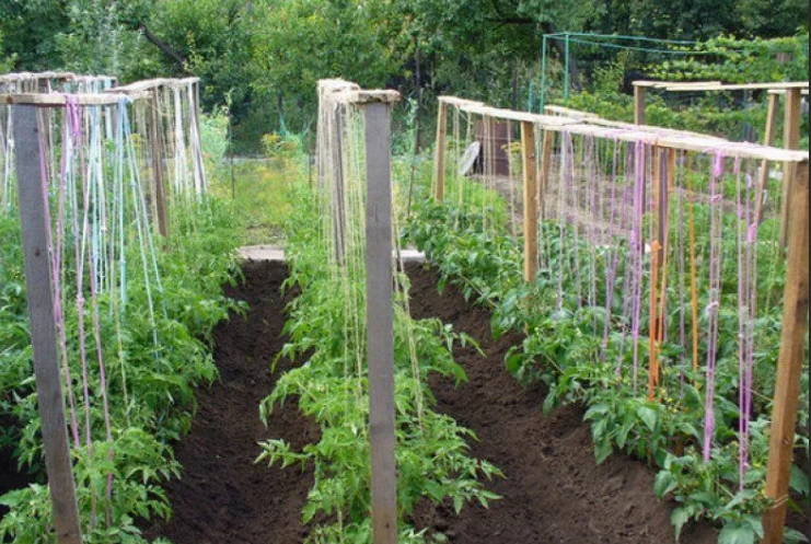 Всё о томатах! Как высаживать, как ухаживать, как проводить пасынкование, как бороться с болезнями и вредителями томатов, и многое другое!