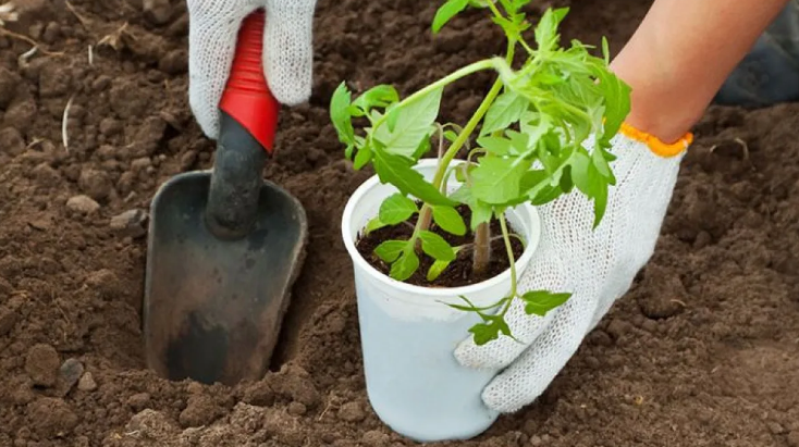 Всё о томатах! Как высаживать, как ухаживать, как проводить пасынкование, как бороться с болезнями и вредителями томатов, и многое другое!