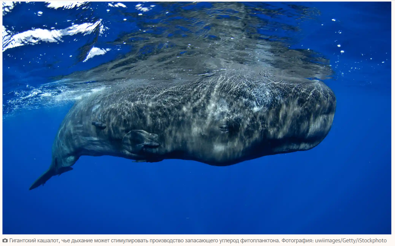 Почему слоны, выдры и киты — секретное оружие природы против климатических изменений