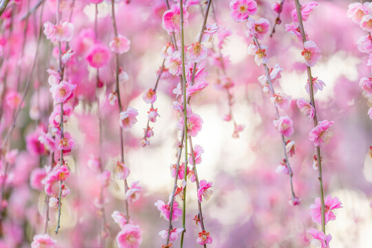 Сакура в Москве.