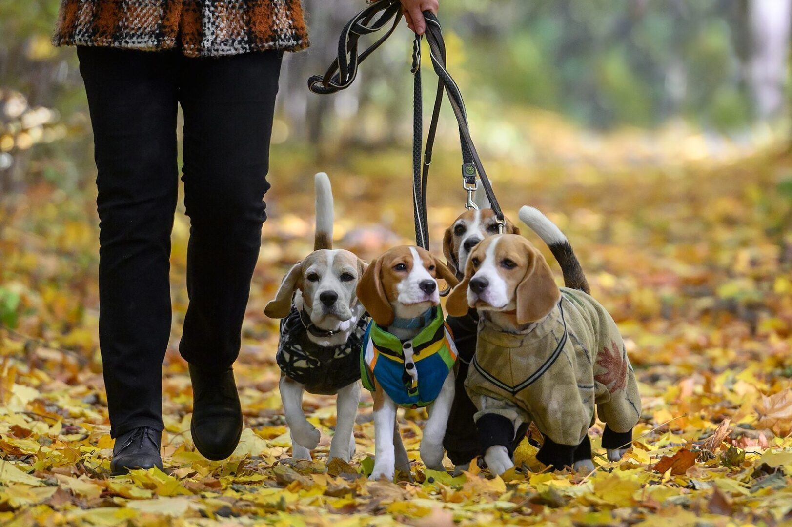 Фэшн для четвероногих: как сделать жизнь питомца комфортнее и стильнее