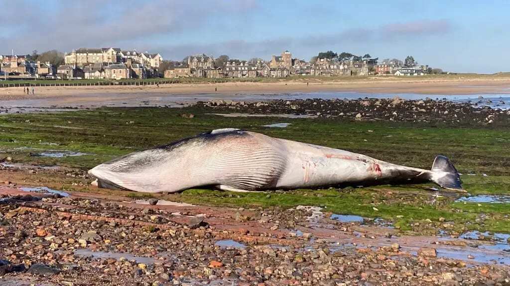 Новости Великобритании.Мертвого малого полосатика выбросило на берег шотландского пляжа