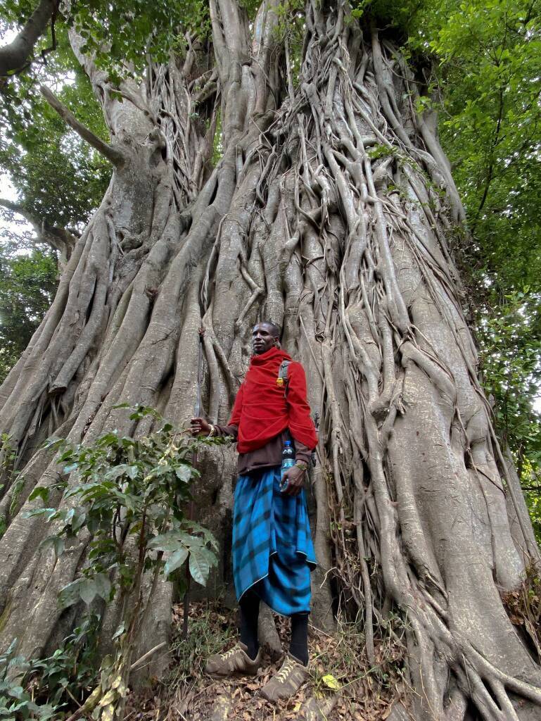 Вглядываясь в вулканы в Кратерном нагорье Танзании