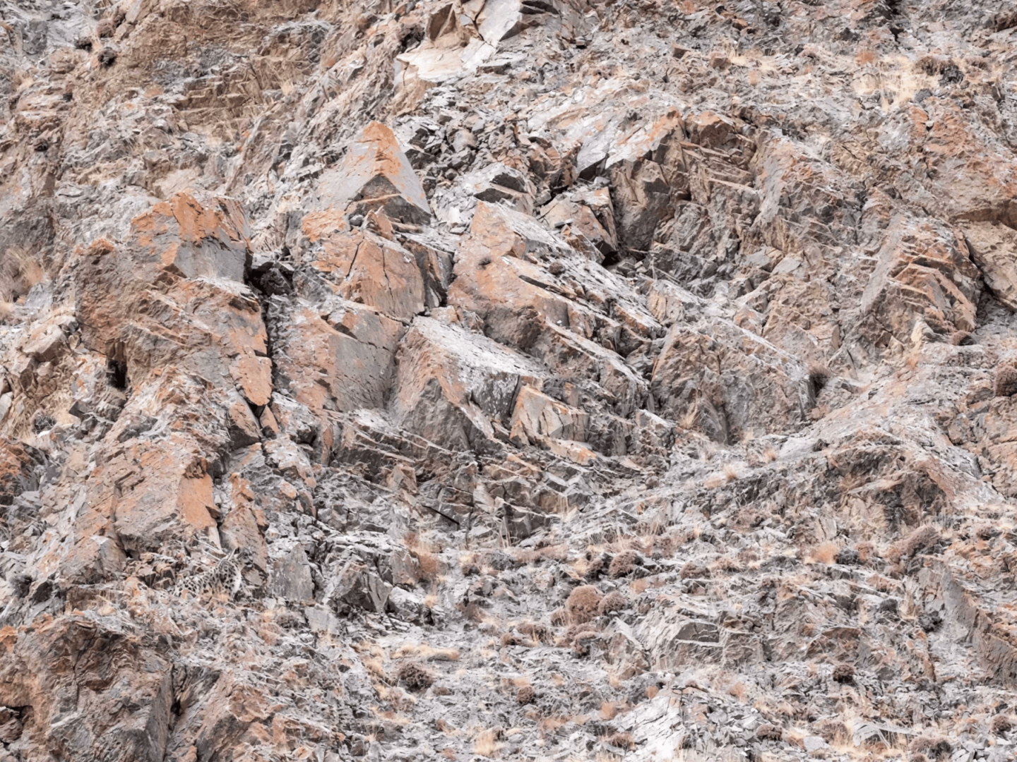 Только 1% людей за 5 сек способен разглядеть на фото Снежного Барса. А вы сможете?