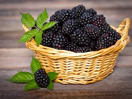 Рассказ про ежевику