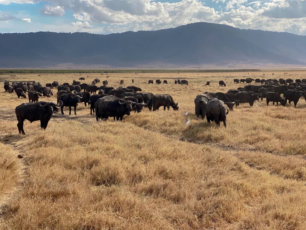 Вглядываясь в вулканы в Кратерном нагорье Танзании