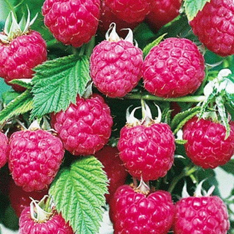 Рассказ про малину