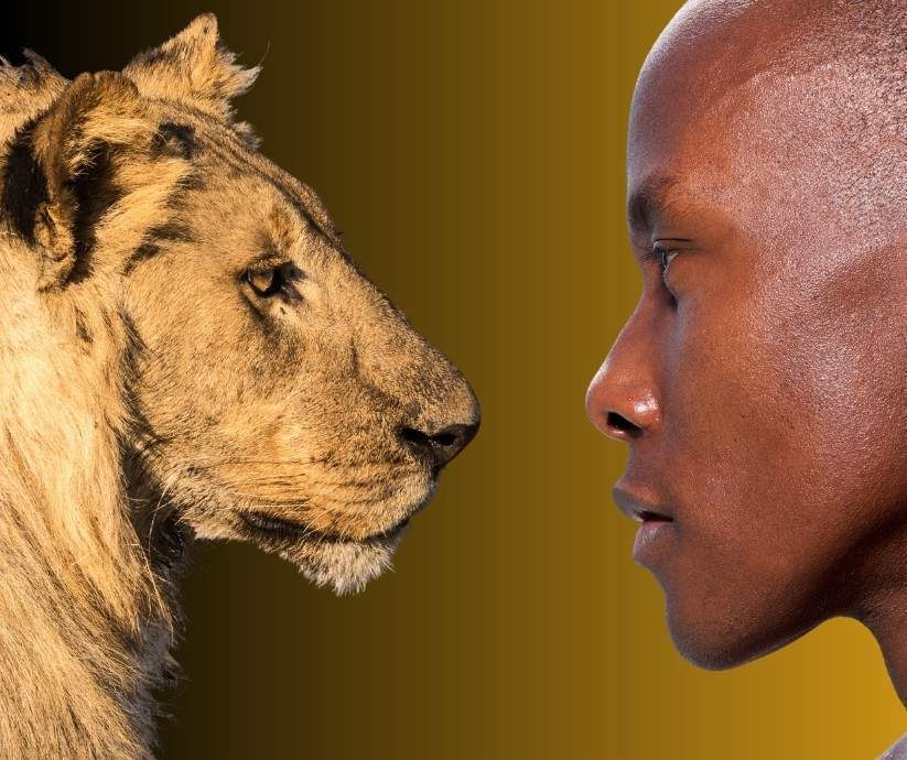 Пристальный взгляд в глаза льву или тигру может остановить нападение хищников. Почему?