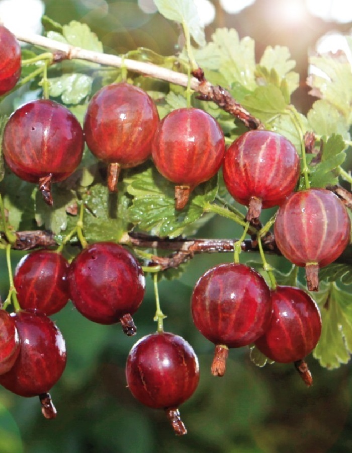 Рассказ про крыжовник