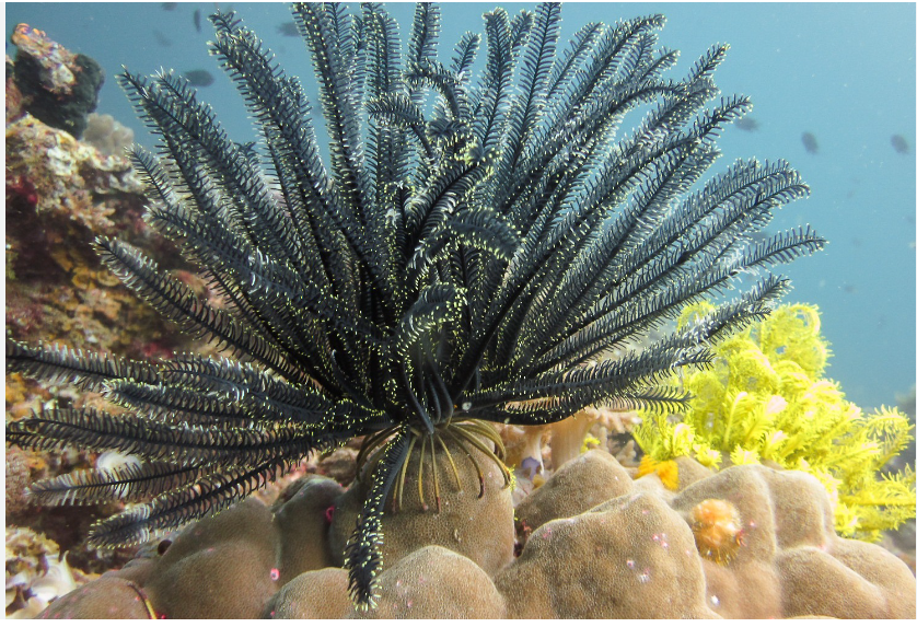 Морские лилии,какие они