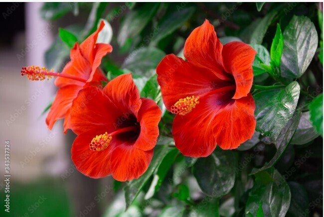 5 лучших горшечных растений, создающих ширму для приватной зоны