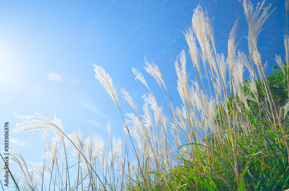 5 лучших горшечных растений, создающих ширму для приватной зоны