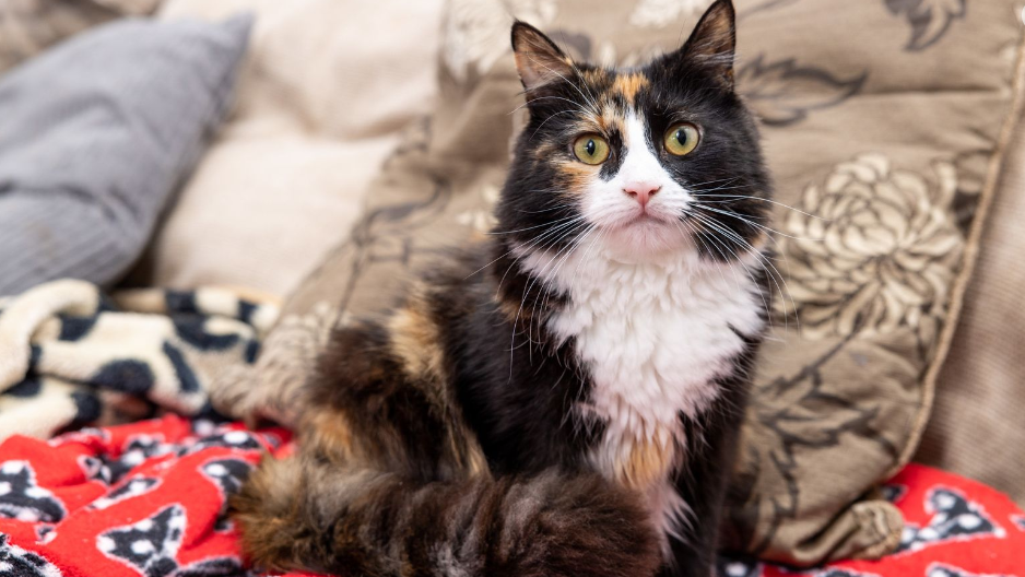 Кошка, которая спасла жизнь своей хозяйке-диабетику, вошла в число финалистов Национальной премии для кошек.