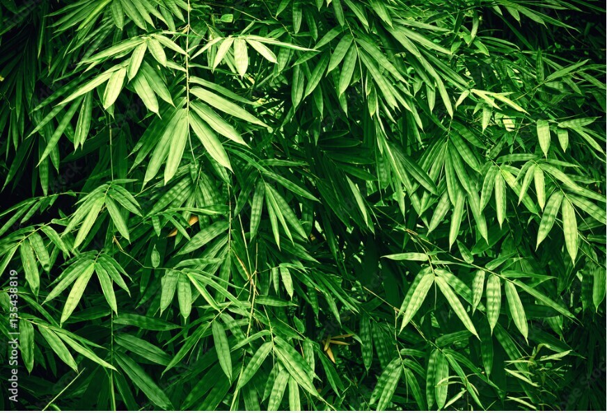 5 лучших горшечных растений, создающих ширму для приватной зоны