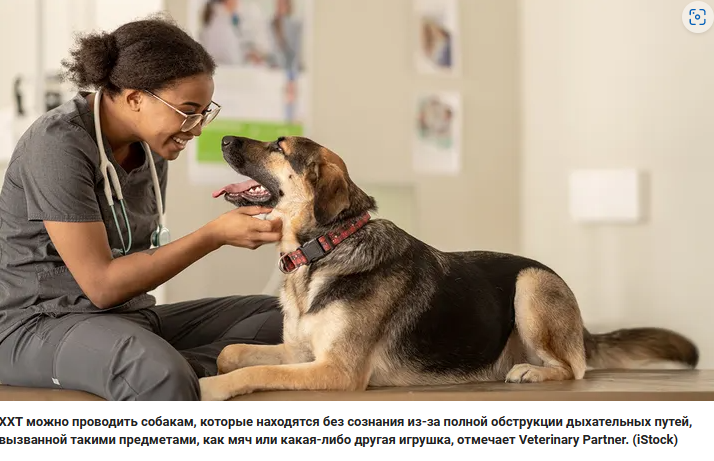Ветеринар из Южной Каролины спасла немецкую овчарку от удушья. Собака подавилась игрушкой.