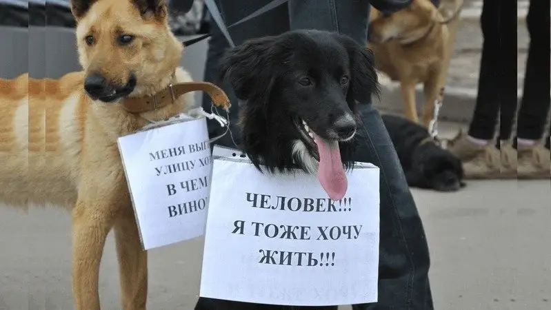 Народ России против убийства животных?