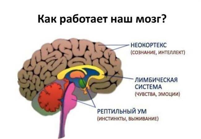О том как устроен и работает наш мозг