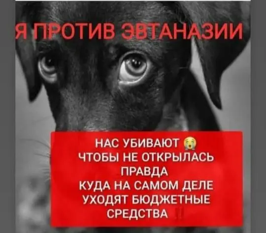 Народ России против убийства животных?