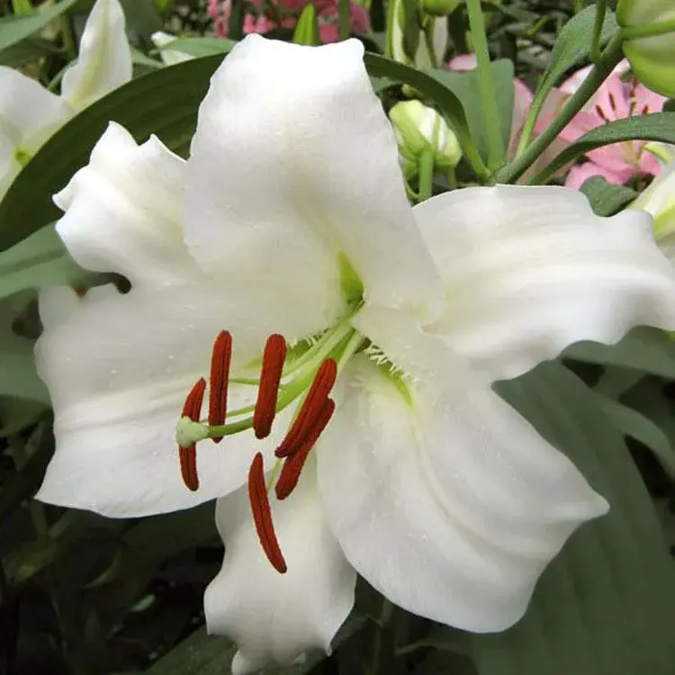 Какие цветы нельзя нюхать?