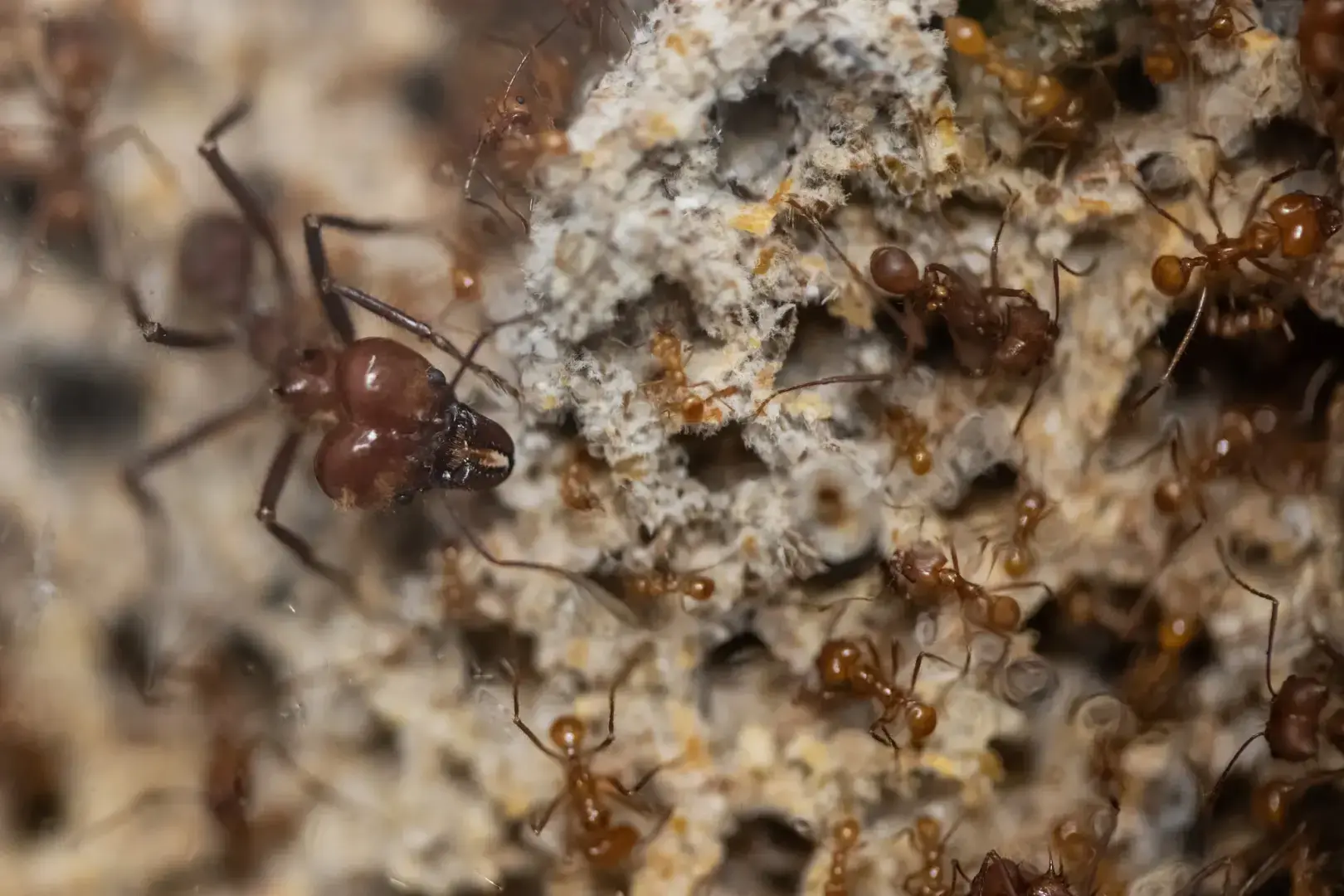 Внутри схватки, чтобы полмиллиона муравьев чувствовали себя как дома