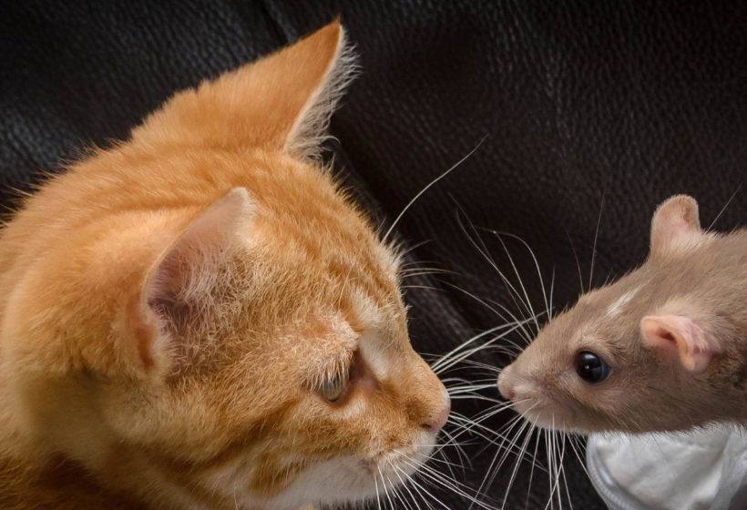 Кошка! Почему кошка пытается нас накормить, и питомцы издают звуки на тех частотах, что и плачущий младенец