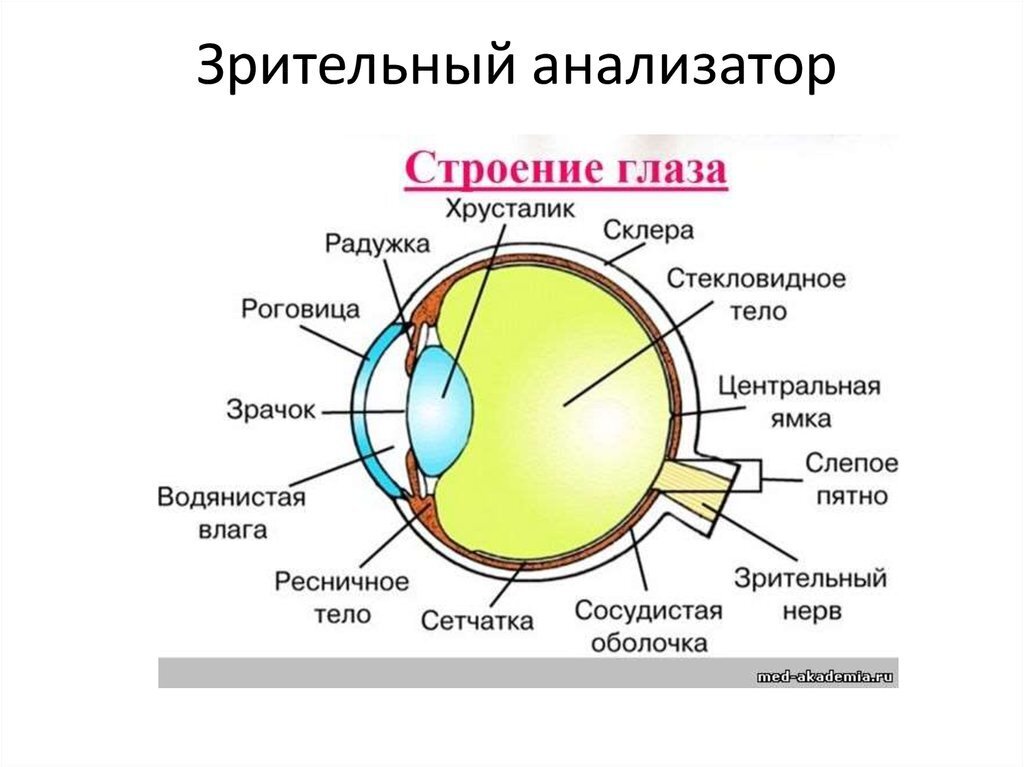 Теперь стало ясно, почему людям так важно поддерживать между друг другом зрительный контакт! Это должен знать каждый!