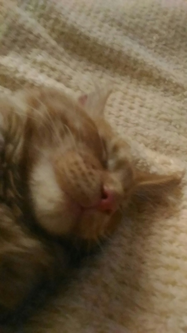 Очаровательные большие и красивые кошки породы мейн-кун