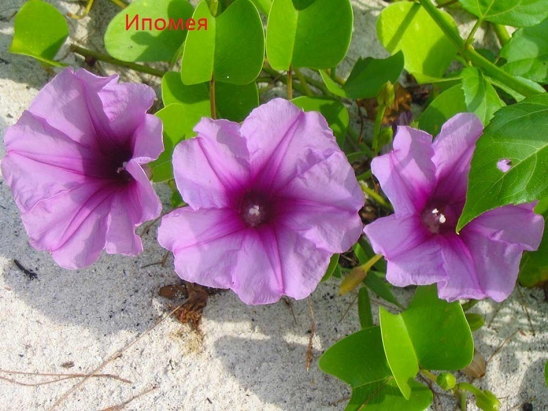 Штраф до 300 000 рублей и реальный тюремный срок за розы на участке – разбираем нюансы