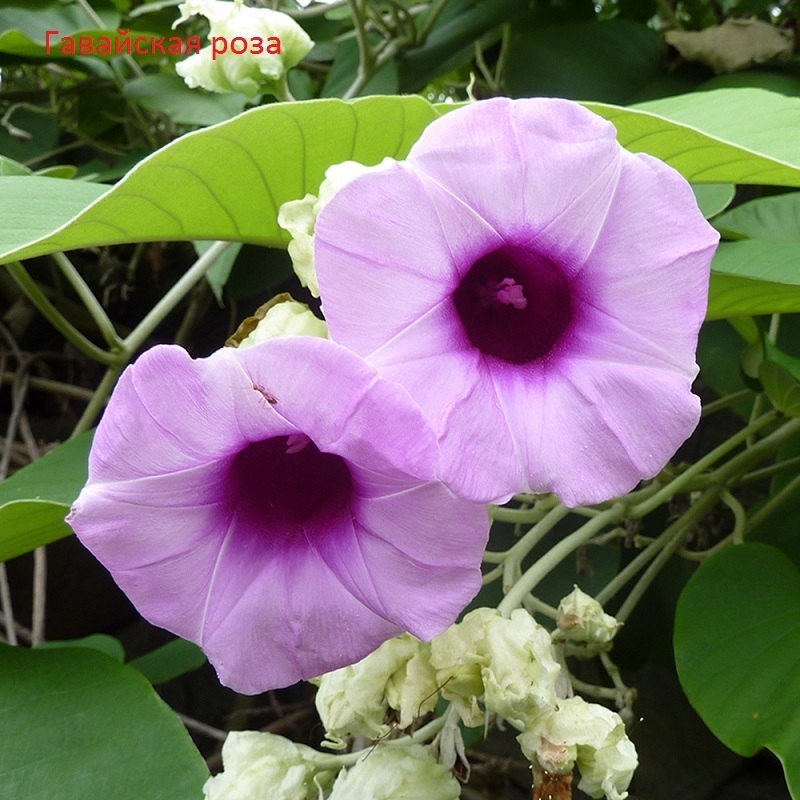 Штраф до 300 000 рублей и реальный тюремный срок за розы на участке – разбираем нюансы