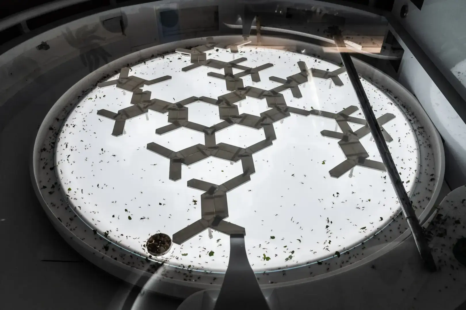 Внутри схватки, чтобы полмиллиона муравьев чувствовали себя как дома