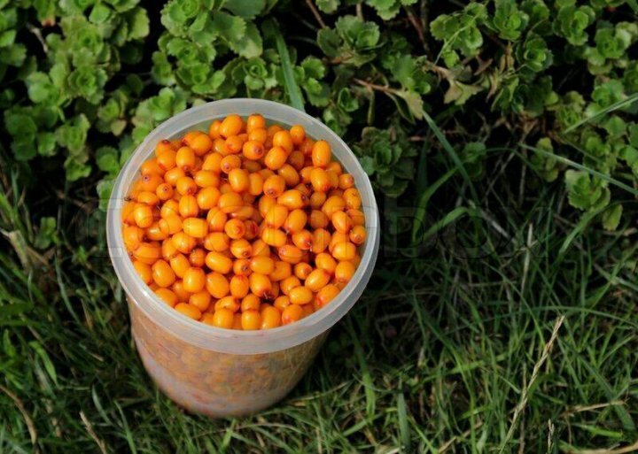 Рассказ про облепиху