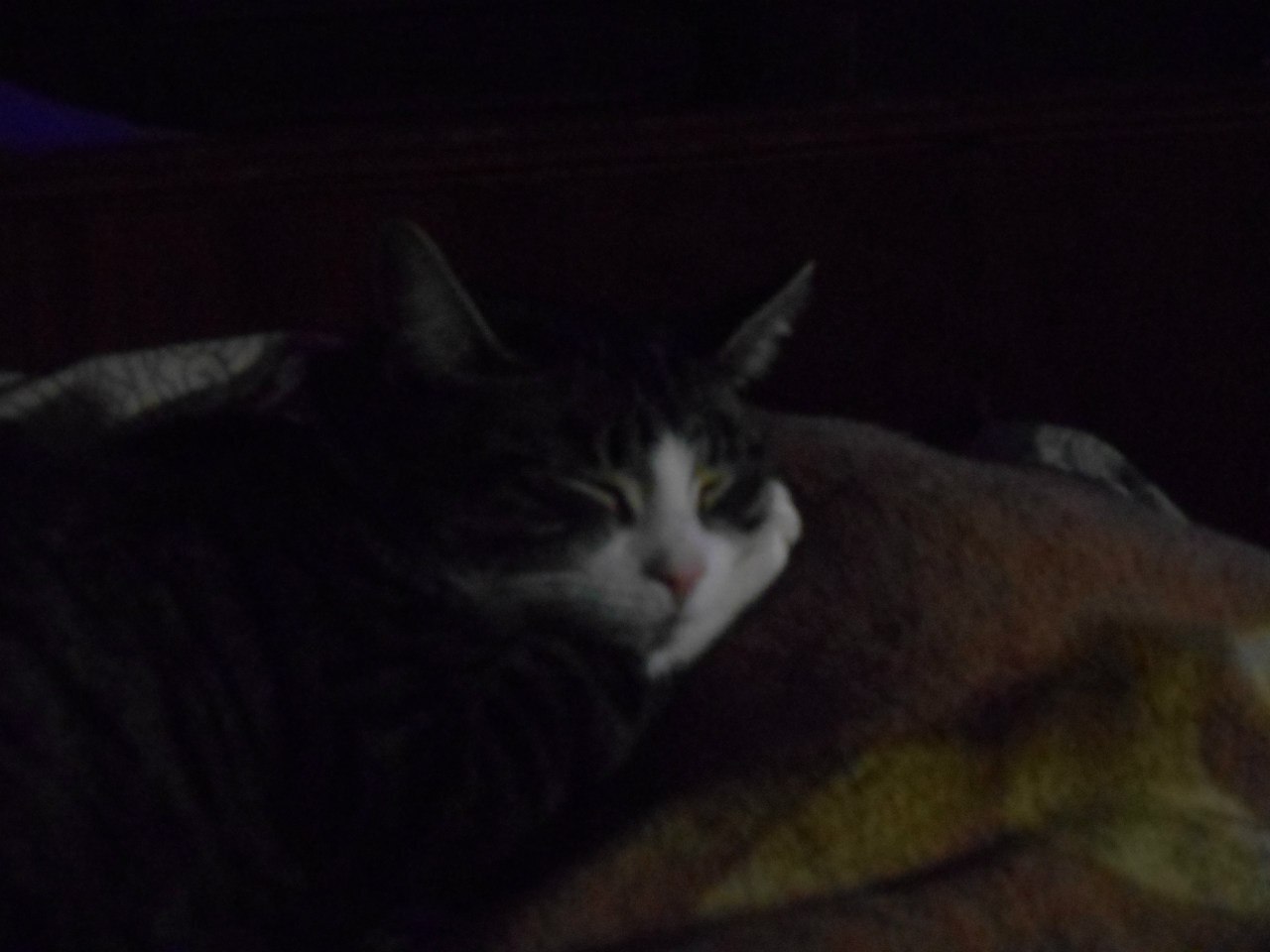 Бог создал Кота, чтобы у человека был тигр, которого можно погладить.