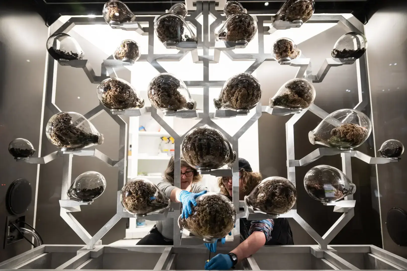 Внутри схватки, чтобы полмиллиона муравьев чувствовали себя как дома