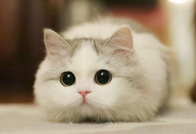 Кошка! Почему кошка пытается нас накормить, и питомцы издают звуки на тех частотах, что и плачущий младенец