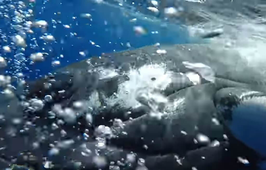 Когда огромный кит не хотел оставить ныряльщицу в покое, она понятия не имела, что произойдет